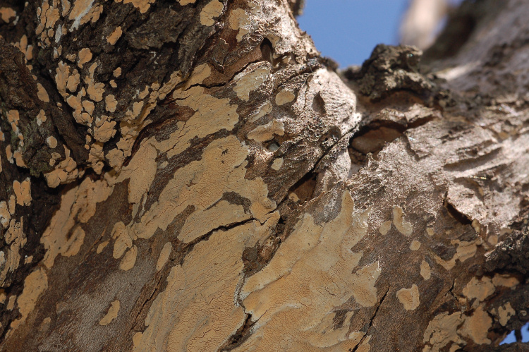 5 Le colline di Taormina:Aphyllophorales e molto altro